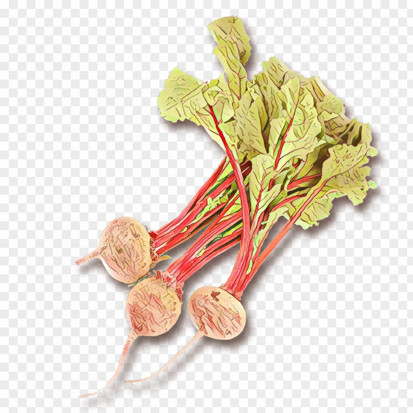 Flower Rhubarb Beetroot Vegetable Plant Radish Food PNG