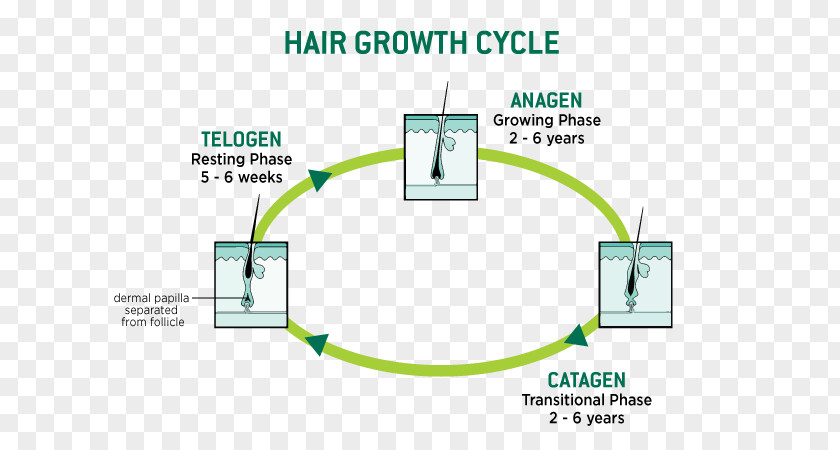 Human Hair Growth Loss Follicle Keratin PNG