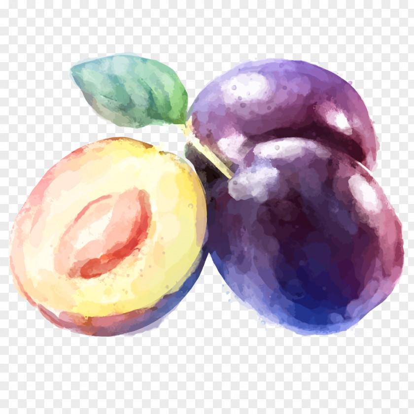Ink Plum Vector Material Fruit Watercolor Painting Drawing PNG