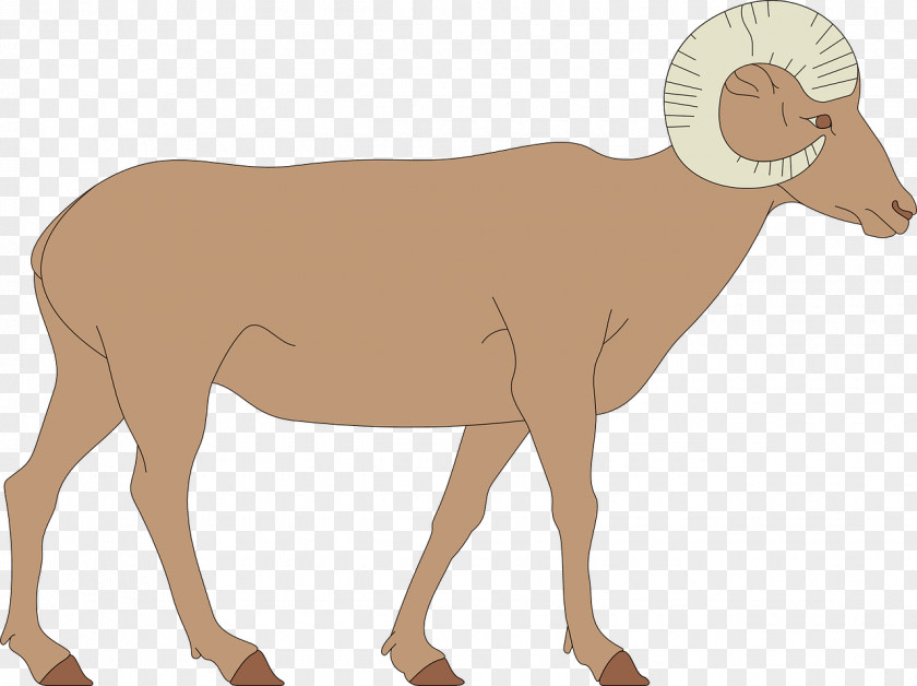 Longhorn Bighorn Sheep River Dall Clip Art PNG