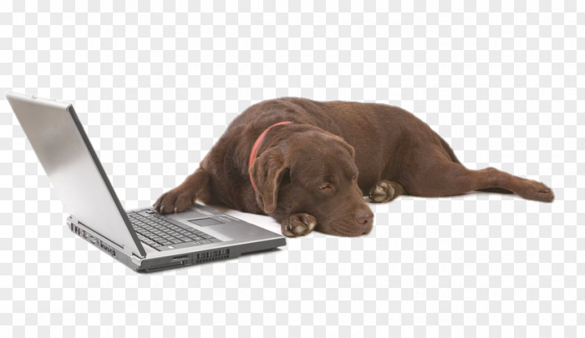 Lying On The Laptop Next To Dog Kuvasz Bullmastiff Dobermann Grooming Pet PNG