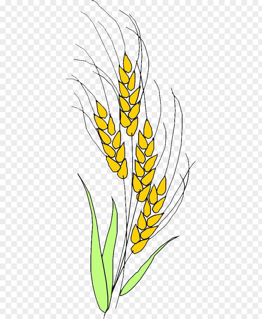 Rice Grasses Ear Clip Art PNG