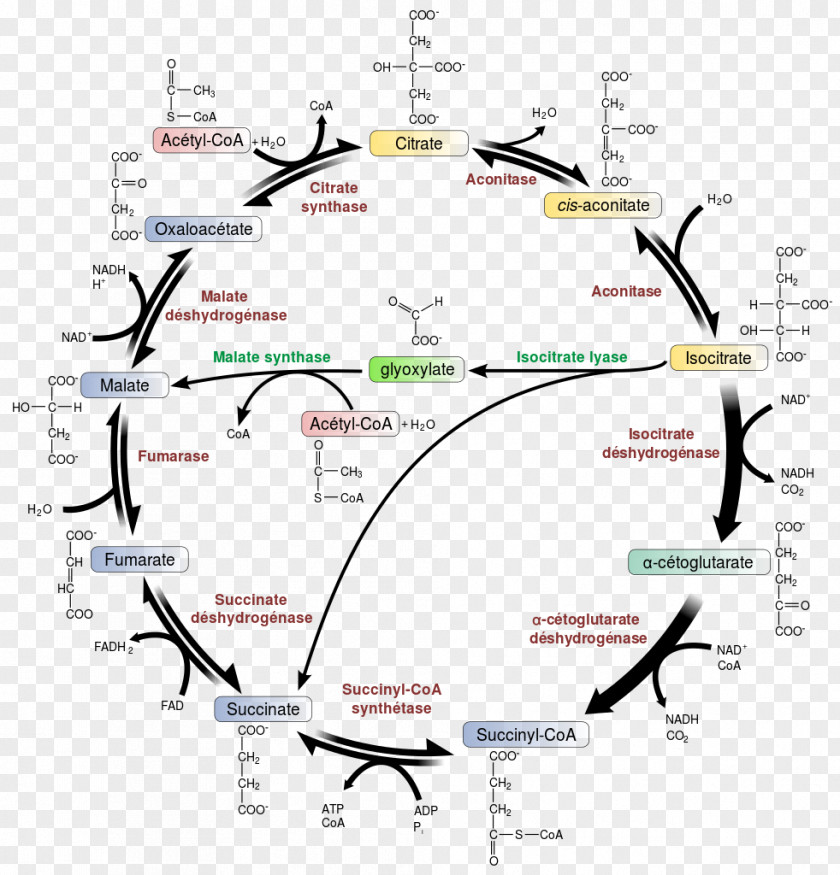 Cycle Citric Acid Glyoxylate Glycolysis Biochemistry PNG