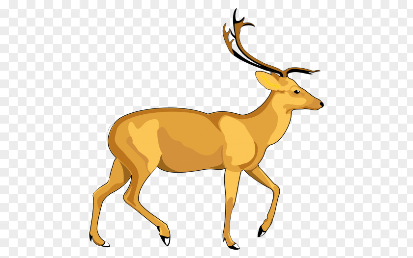 Dear White-tailed Deer Clip Art PNG