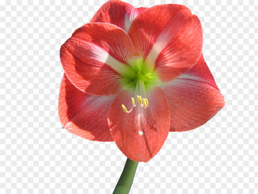 Flower Amaryllis Lilium Clip Art PNG