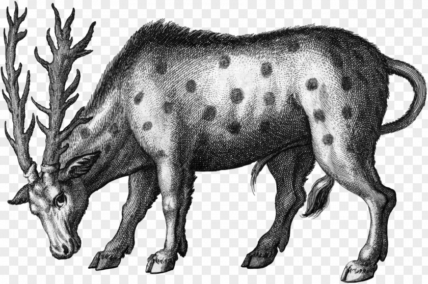 Reindeer Cattle Horse Animal Pig PNG