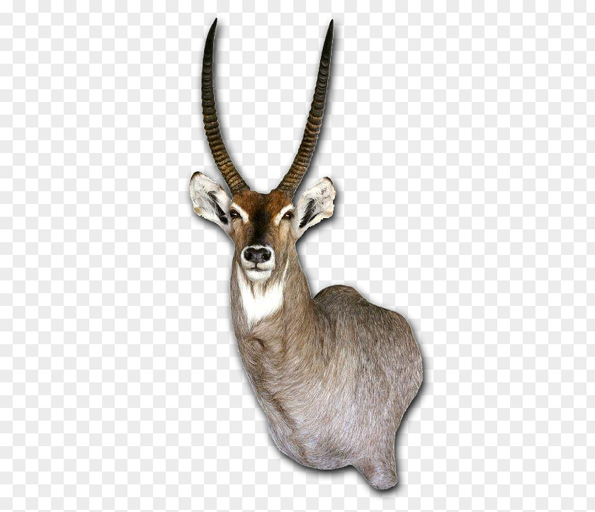 Waterbuck Taxidermy Tanning Horn Skin PNG