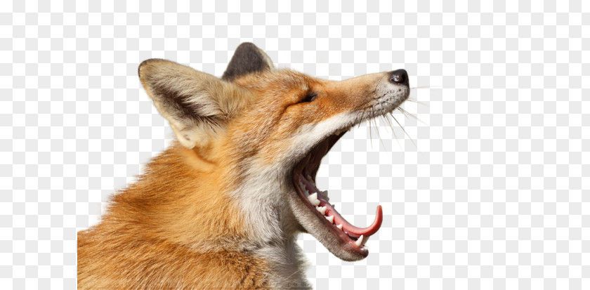 Woo Hoo Red Fox Yawn Fur DeviantArt PNG