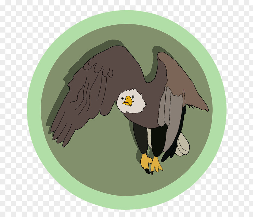 Bird Bald Eagle Image Download PNG