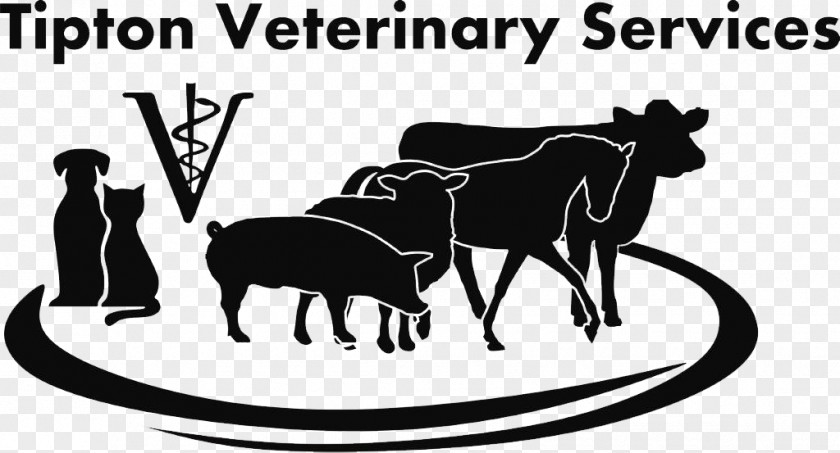 Cat Tipton Veterinary Services Veterinarian Dairy Cattle Medicine PNG
