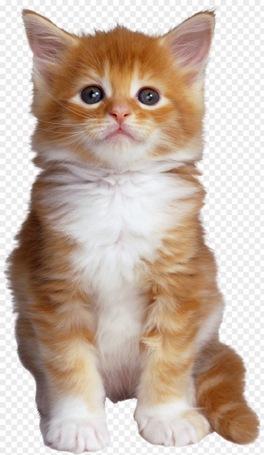Cats PNG clipart PNG