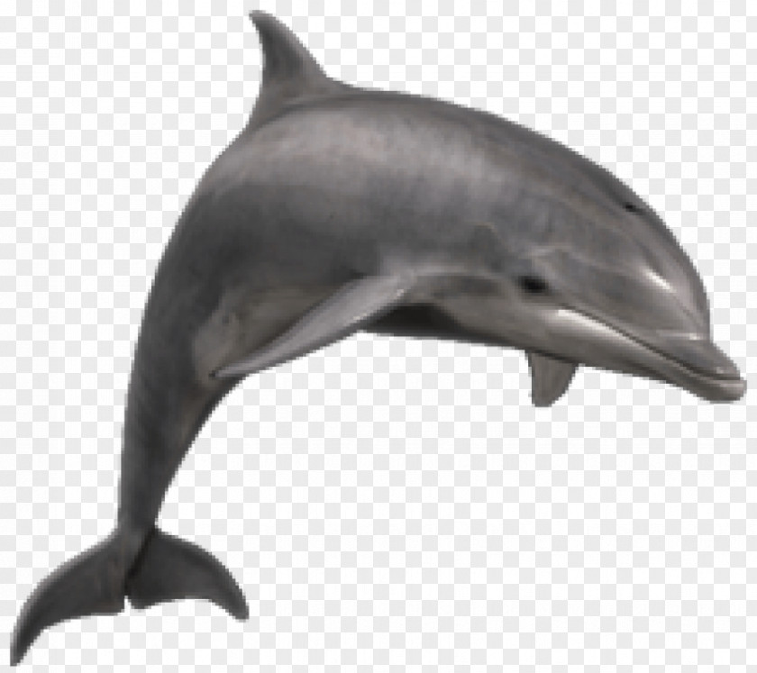Dolphin Bottlenose Shark Clip Art PNG