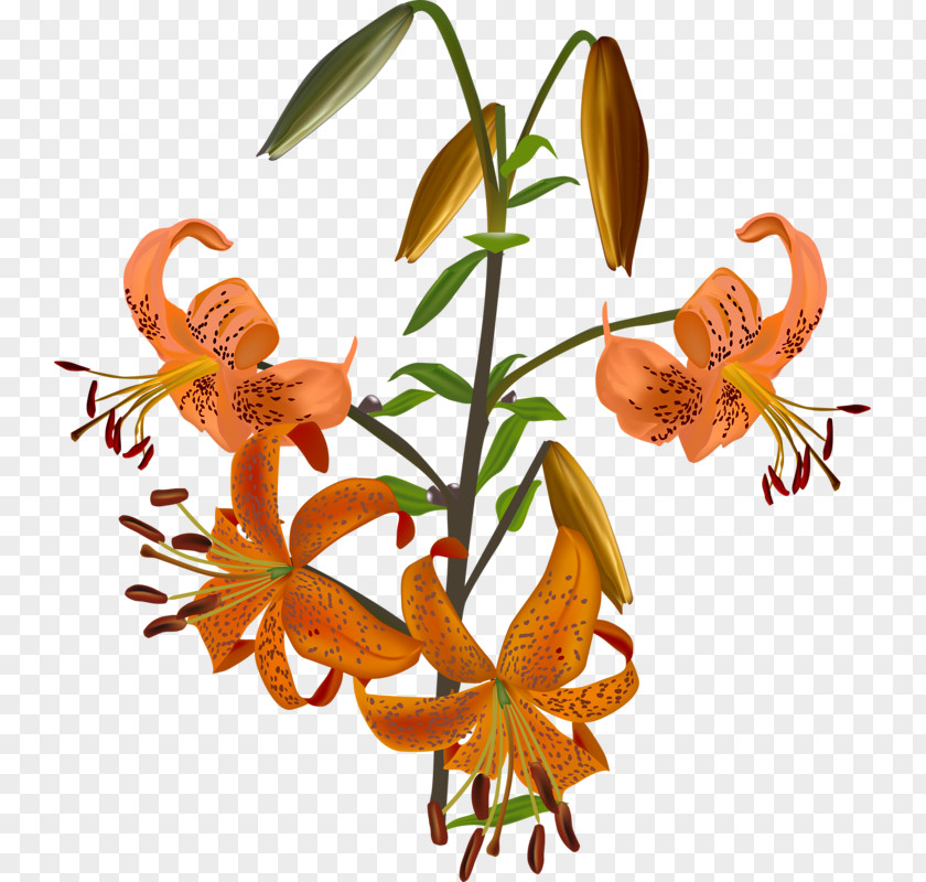 Hand-painted Lily Lilium Bulbiferum Flower Bud Illustration PNG
