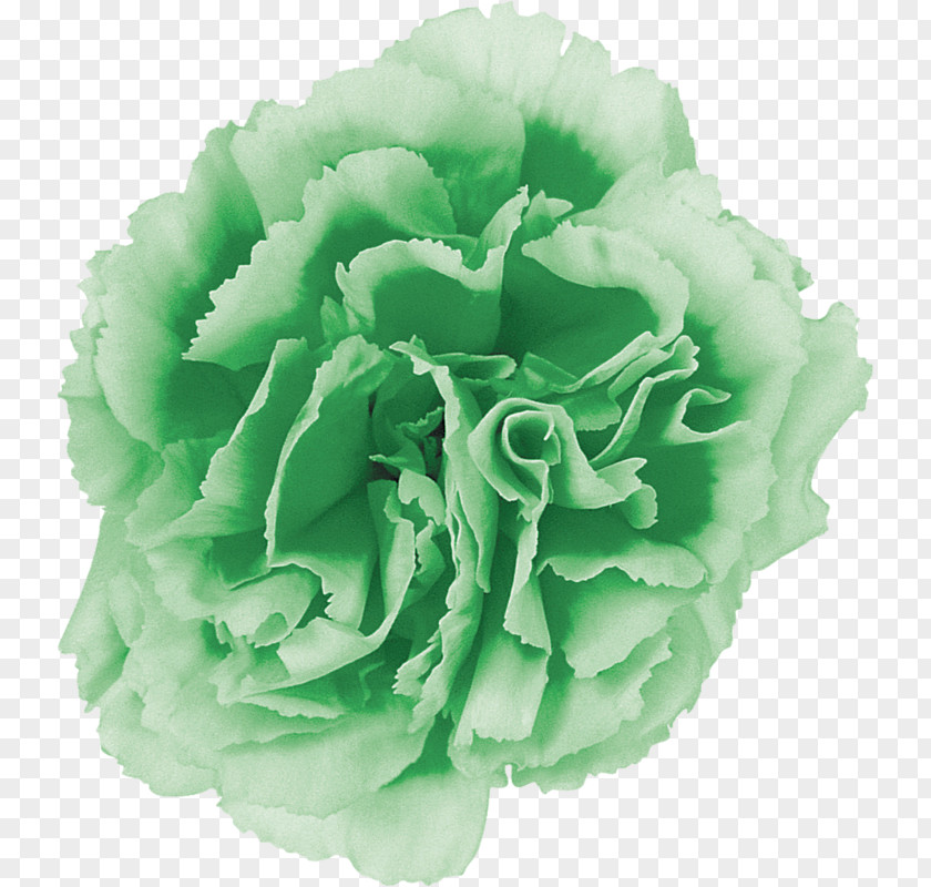 Rose Cut Flowers Petal Floral Design PNG