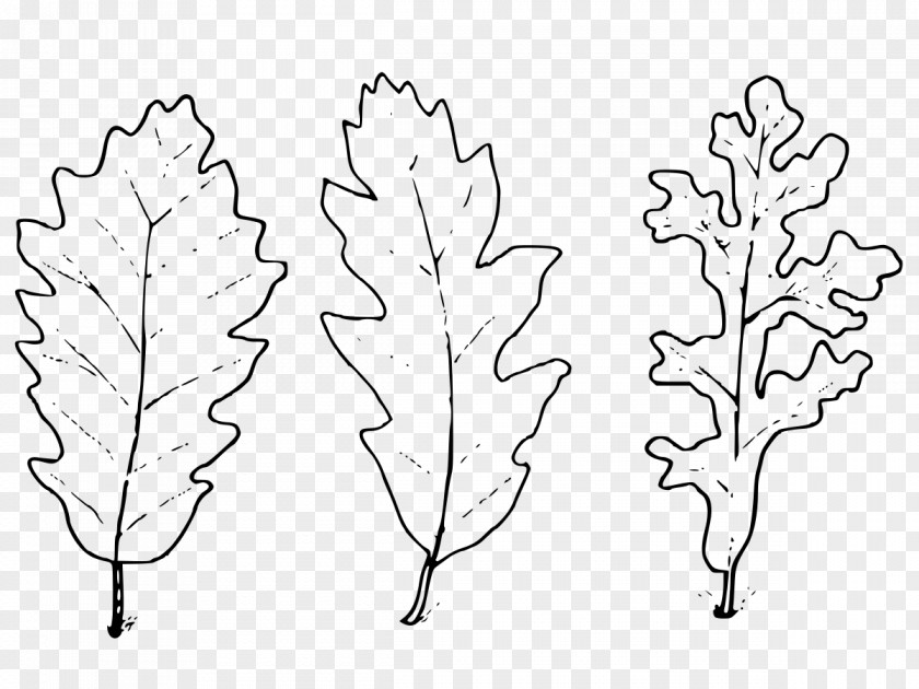 Twig Plant Stem Leaf Symmetry Font PNG