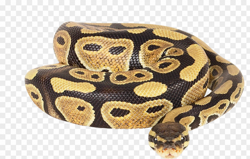 Anaconda Dwarf Burmese Python Ball Reticulated African Rock Snake PNG