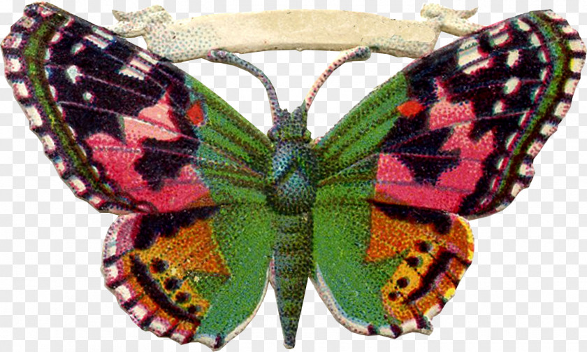 Butterfly Clip Art PNG