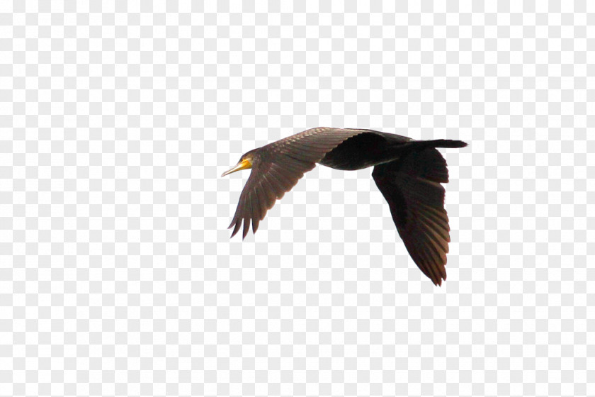Flying Geese Swan Goose Duck Bird Flight PNG