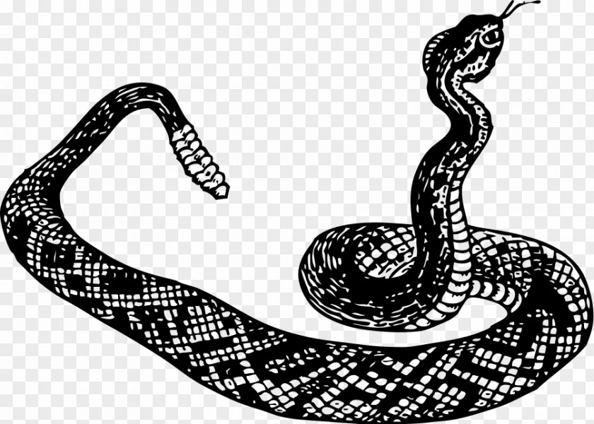Free Wildlife Clipart Rattlesnake Cobra Clip Art PNG