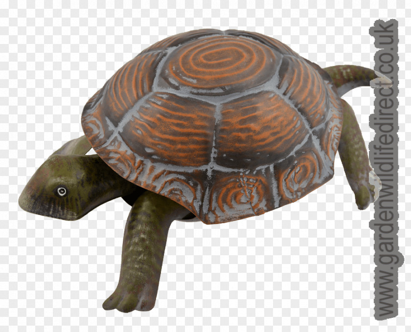 Hand Painted Chicken Box Turtles Tortoise Terrestrial Animal PNG