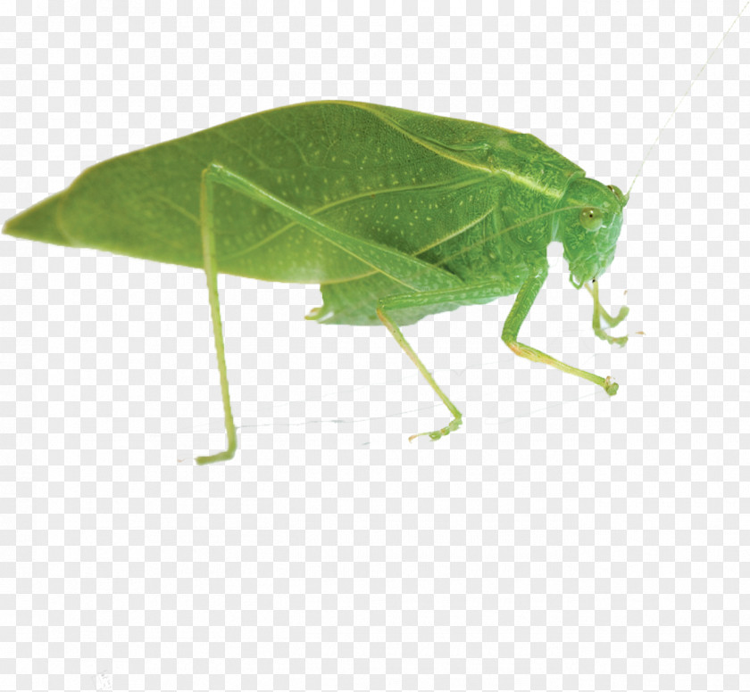 Insect,insect Insect Euclidean Vector PNG