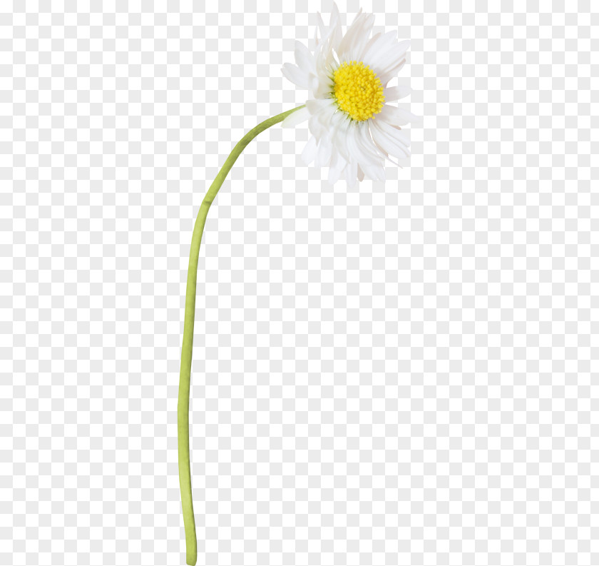 Oxeye Daisy Petal Flower Plant Stem PNG