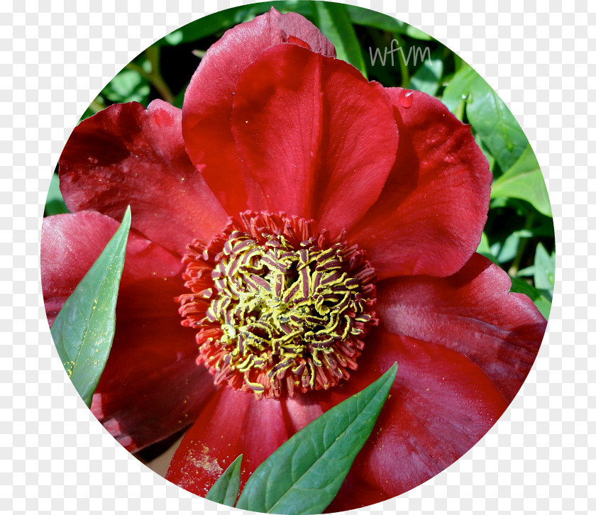 Peony Camellia Petal PNG