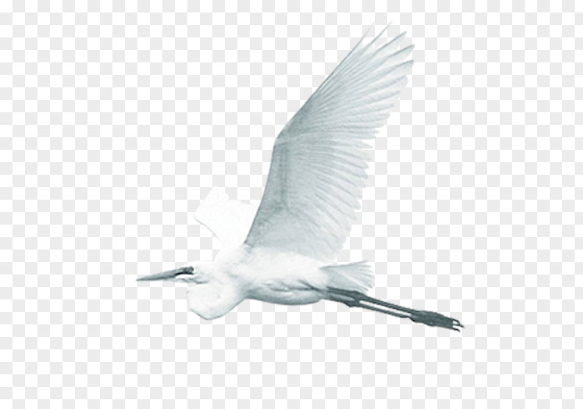 White Crane Red-crowned Ink PNG