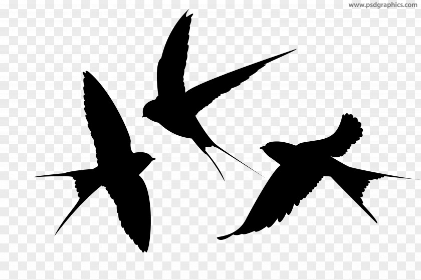 Animal Silhouettes Swallow Silhouette Bird PNG