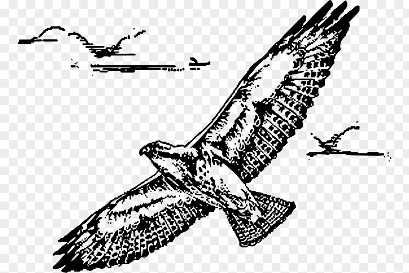 Bird Bald Eagle Of Prey Hawk Drawing PNG