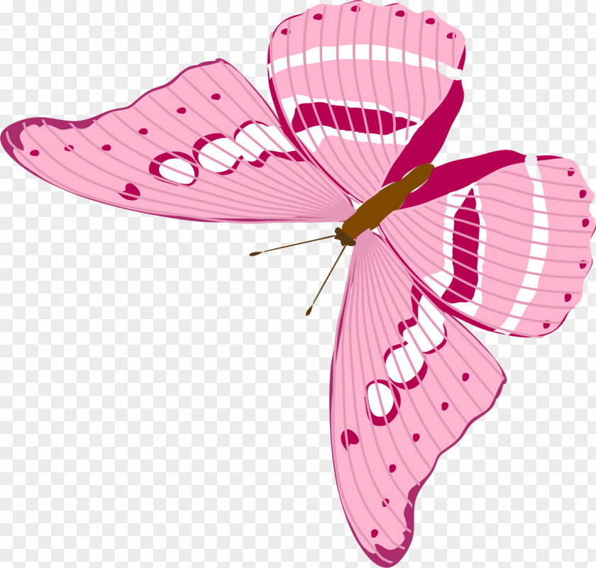 Butterfly Insect Pollinator Arthropod Clip Art PNG