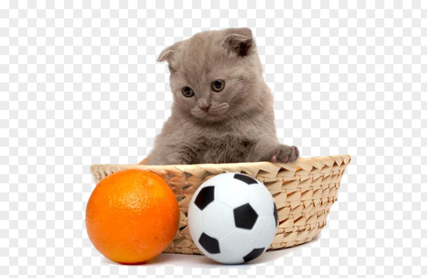 Cat Playing Pattern Material Kitten Dog Puppy PNG