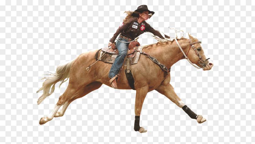 Cowboy Horse Racing American Quarter Arabian Stallion Mare Rodeo PNG