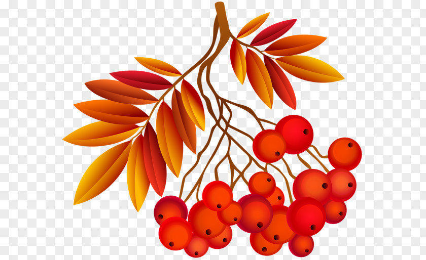 Fall Art Autumn Clip PNG