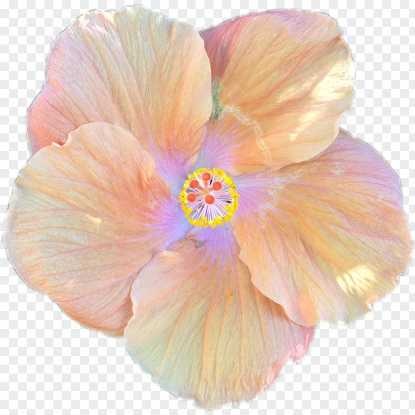 Hibiscus Shoeblackplant Flower PNG