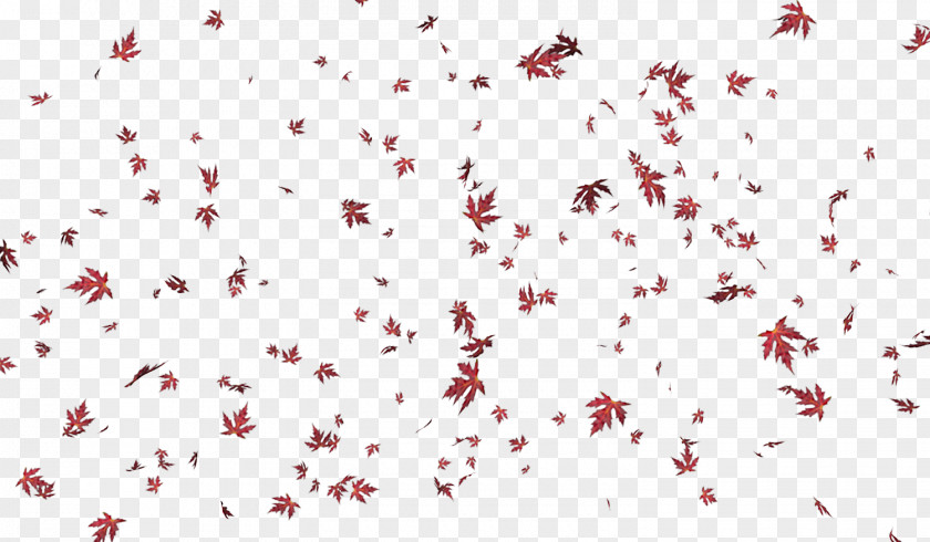 Maple Leaf Floating Autumn PNG