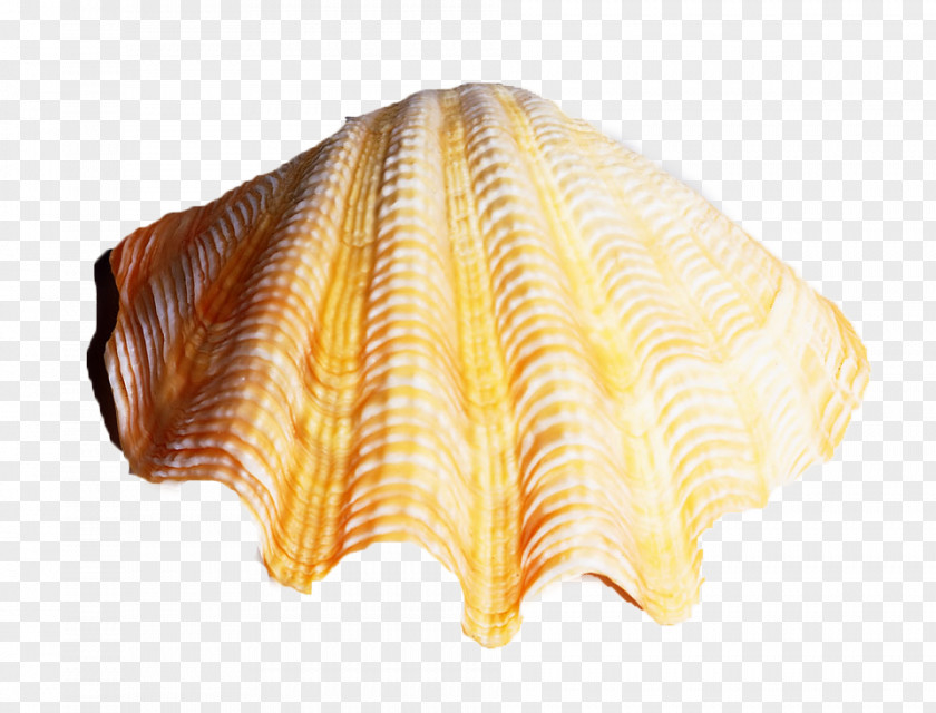 Fan-shaped Shell Seashell Conch Download PNG