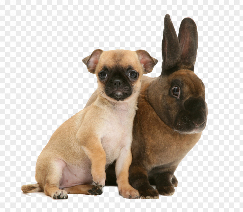 Rabbits And Dogs Chihuahua Lionhead Rabbit Netherland Dwarf Puppy Pet PNG