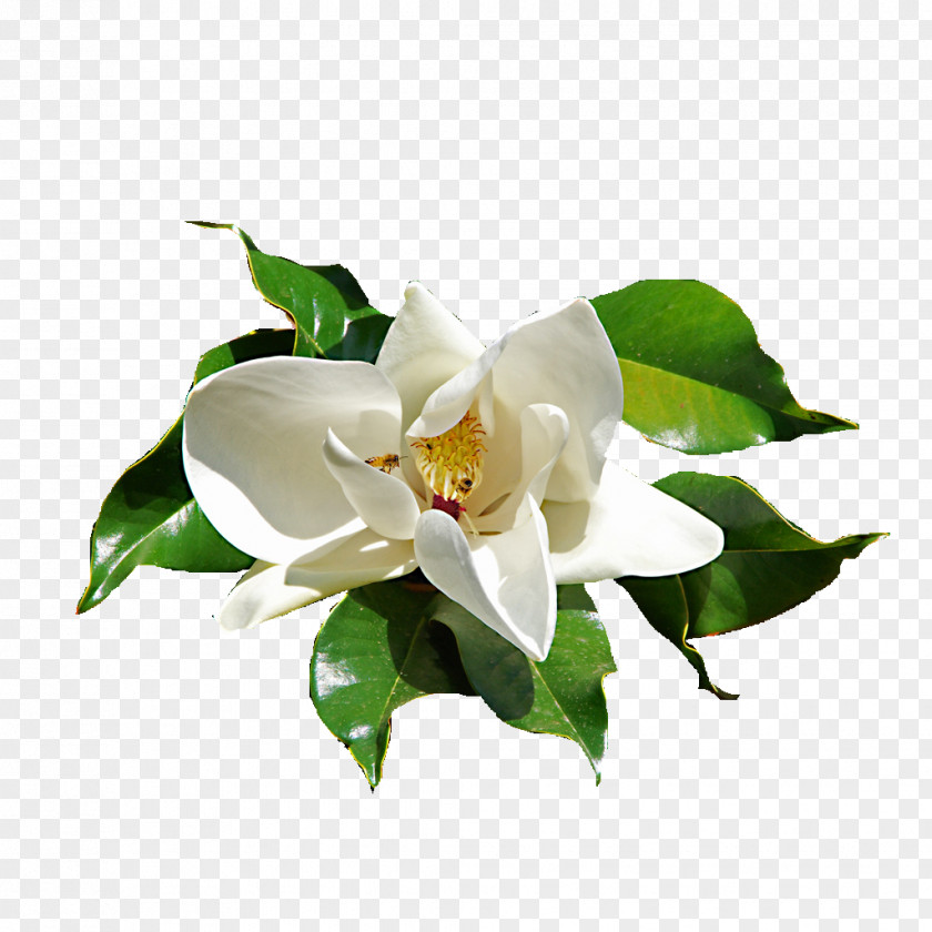White Roses Flower Gardenia Rubber Fig PNG