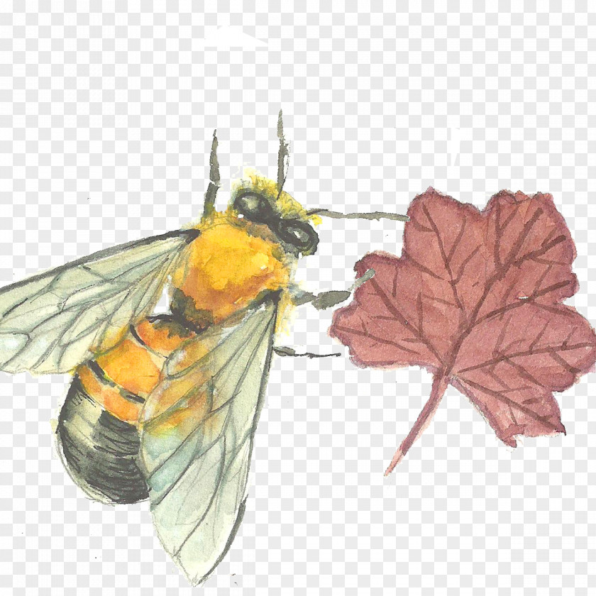 Bee PNG