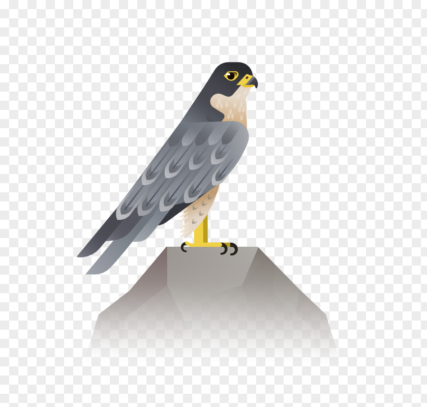 Bird Eagle Hawk Icon PNG