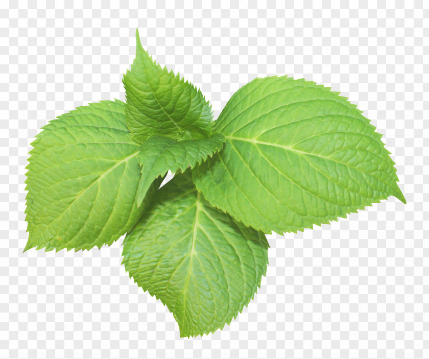 Leaf Image Peppermint Spearmint PNG