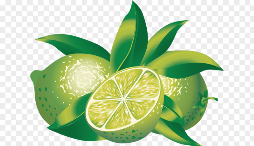 Lemon Orange Lime Calamondin Drawing Clip Art PNG
