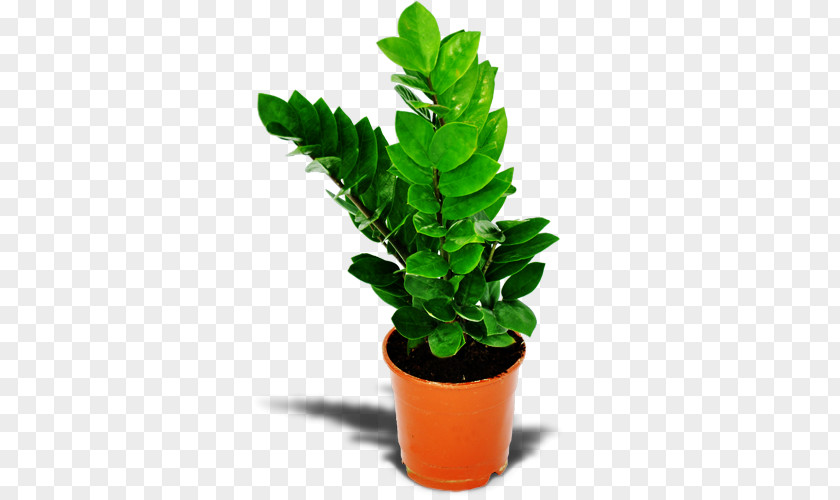 Flower Zanzibar Gem Houseplant Online Shopping PNG