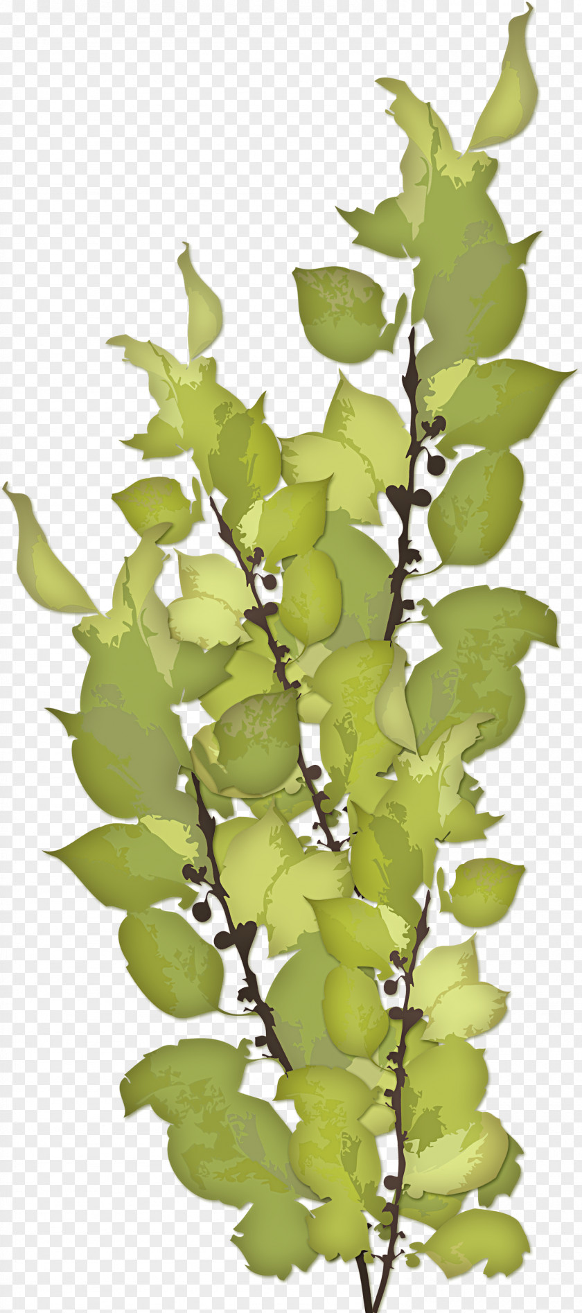 Green Leaves Excretion Feast Of Our Lady Sorrows Excretory System Ureter Anatomy PNG