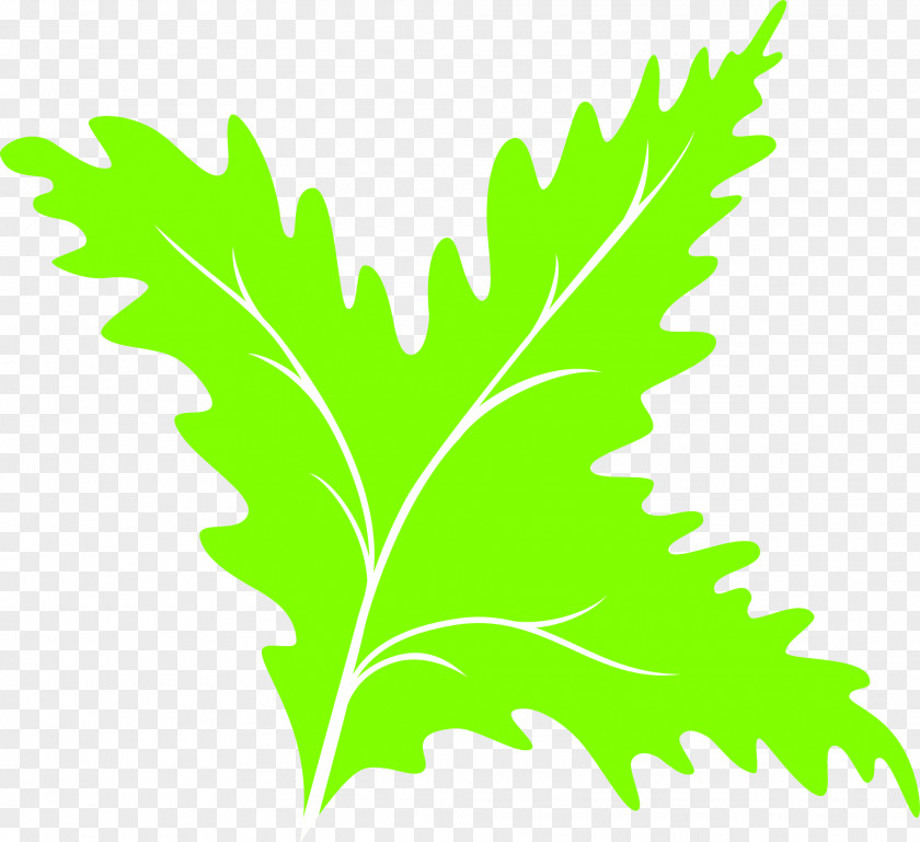Herbaceous Plant Flowering Plane PNG