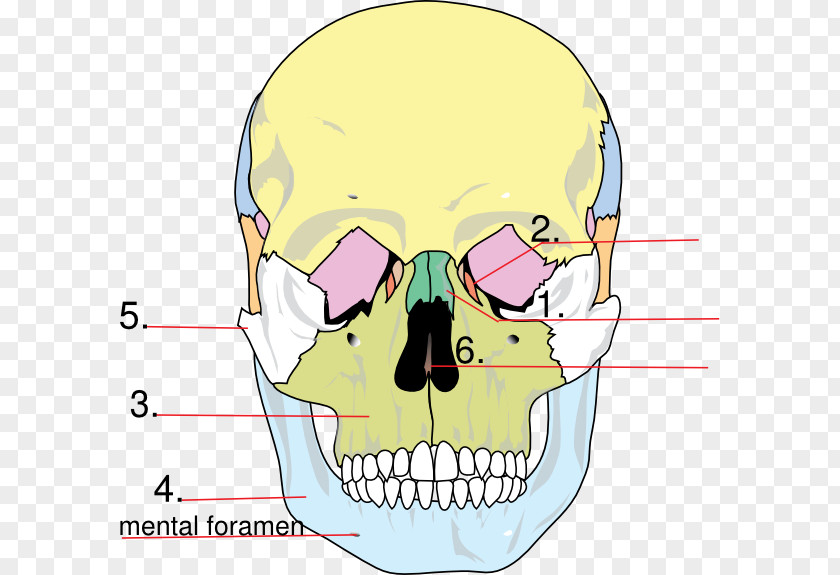 Skull Facial Skeleton Anatomy Human Lacrimal Bone PNG