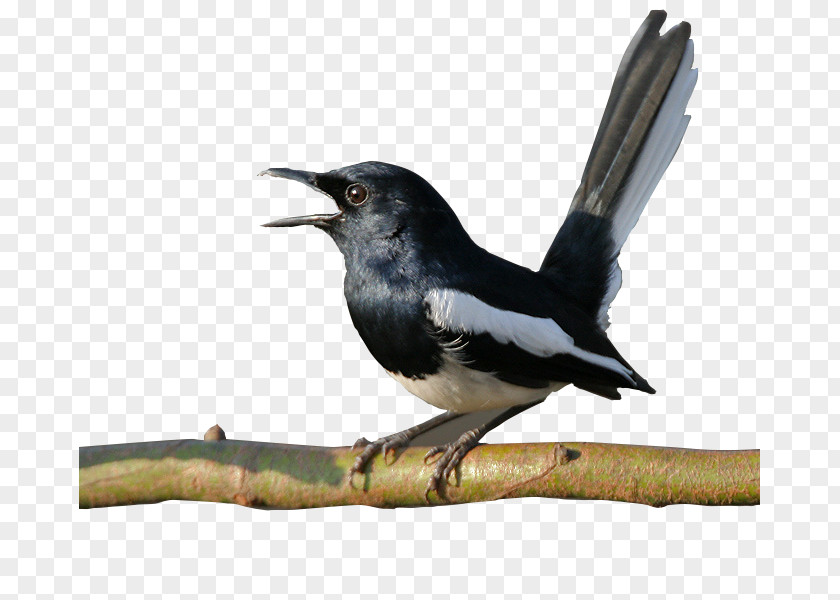 Bird Sounds Oriental Magpie-robin Android PNG
