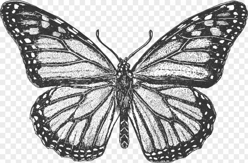 Butterfly Monarch Coloring Book Colouring Pages Insect PNG
