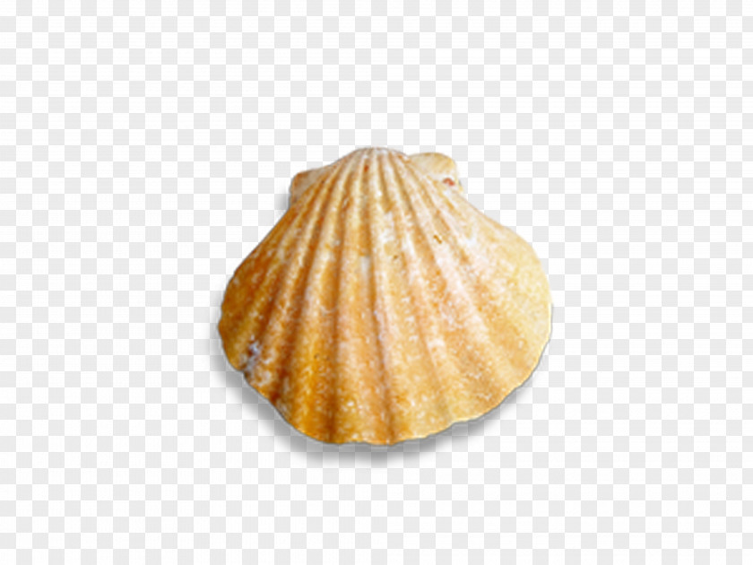 Conch Shells And Seashells Cockle Seashell PNG